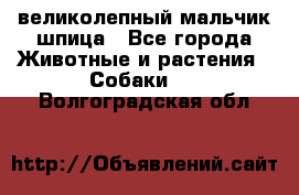 великолепный мальчик шпица - Все города Животные и растения » Собаки   . Волгоградская обл.